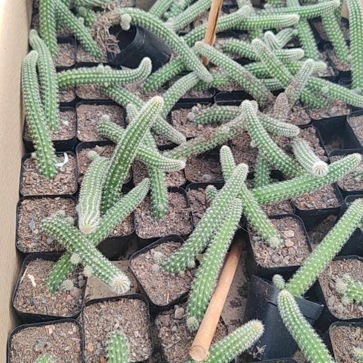 【闪购商品】黄花白糖3