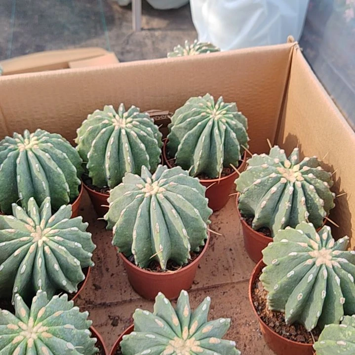 【闪购商品】无刺王冠龙