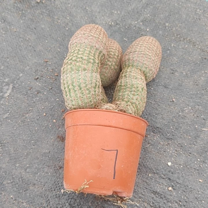 【闪购商品】?***空7