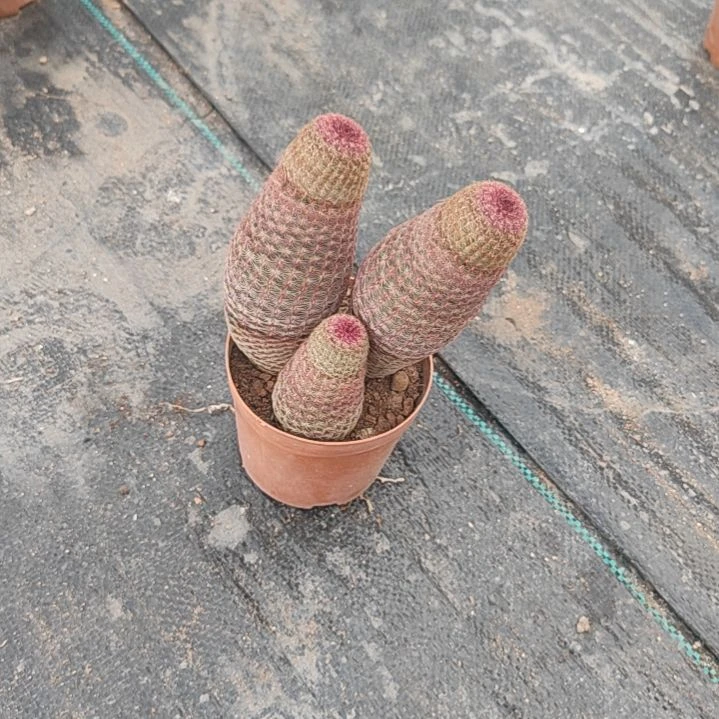 【闪购商品】七****社111111111