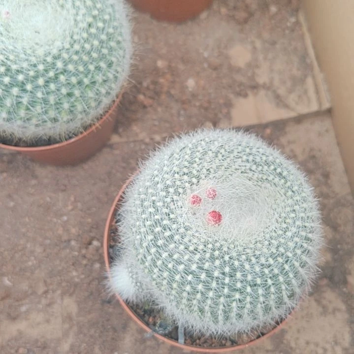 【闪购商品】白雪光