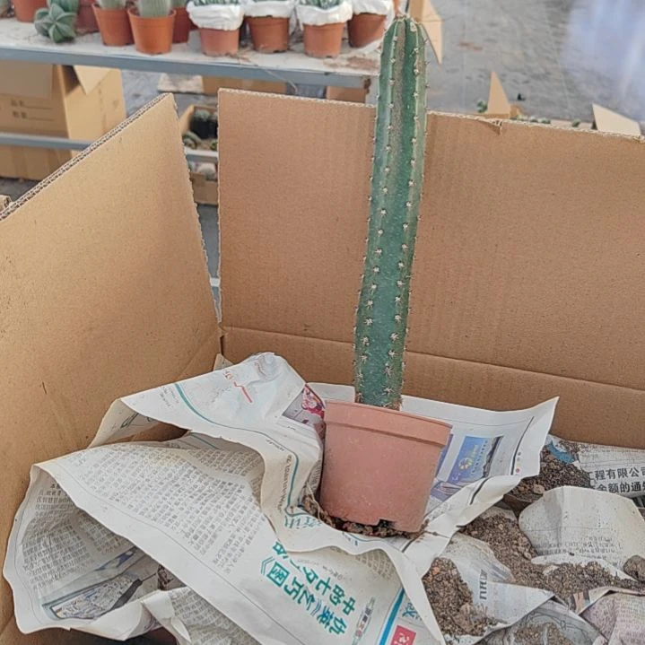【闪购商品】秀普柱