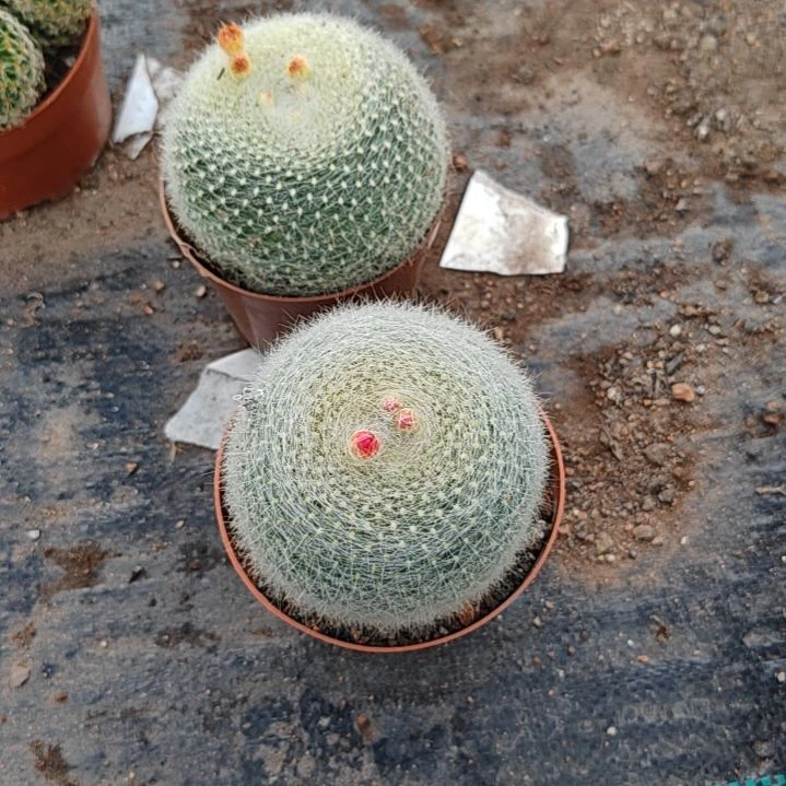 【闪购商品】白雪光