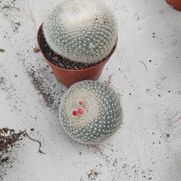 【闪购商品】白雪光