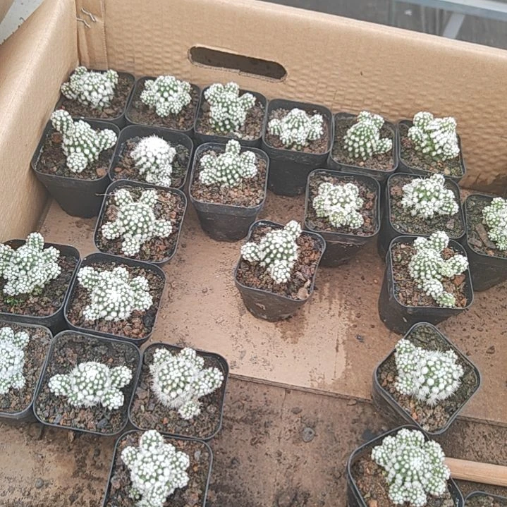 【闪购商品】明日香姬