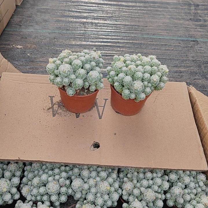 【闪购商品】白鸟2
