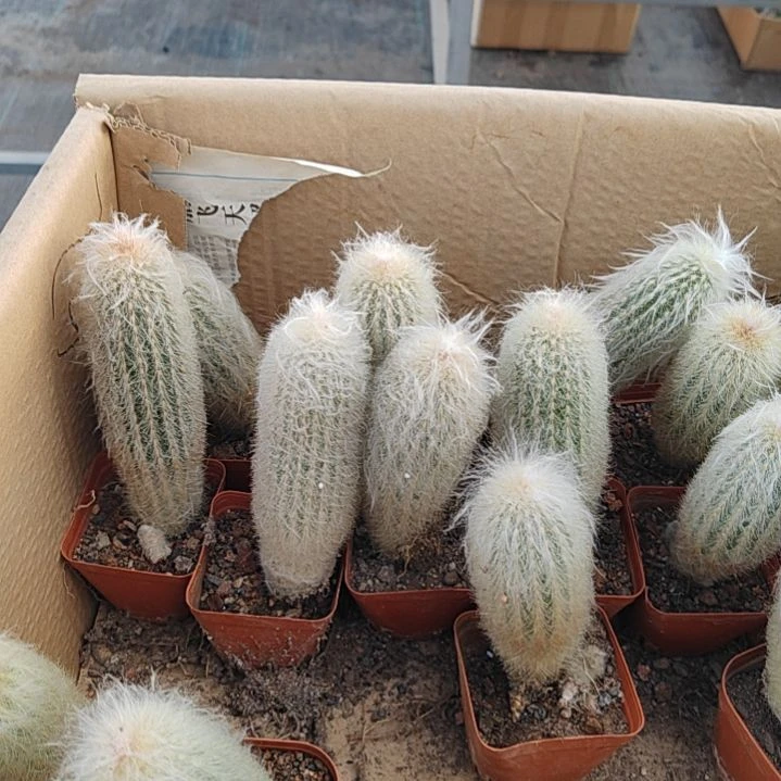 【闪购商品】老乐柱