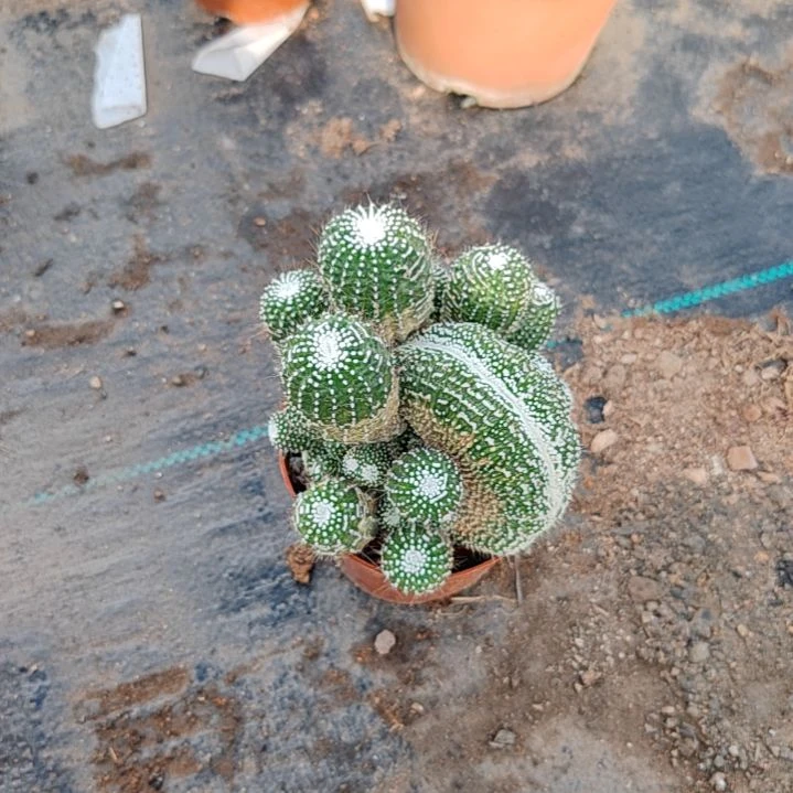 【闪购商品】多头松露玉