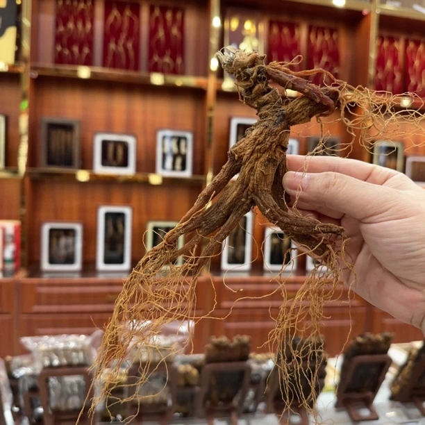 正宗无糖林下参红参红全须大年份收藏送礼滋补养生