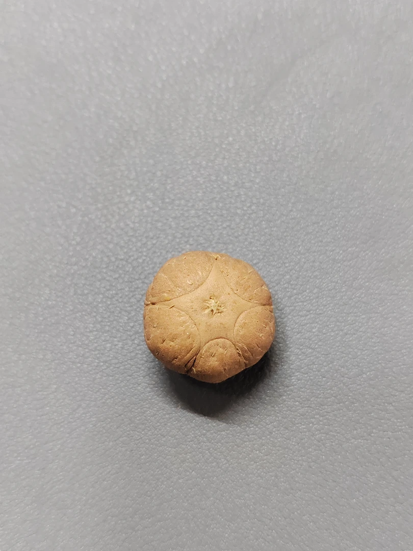 【WF520004】24年新籽直径20mm厚14mm五星单颗尼泊尔凤眼菩提