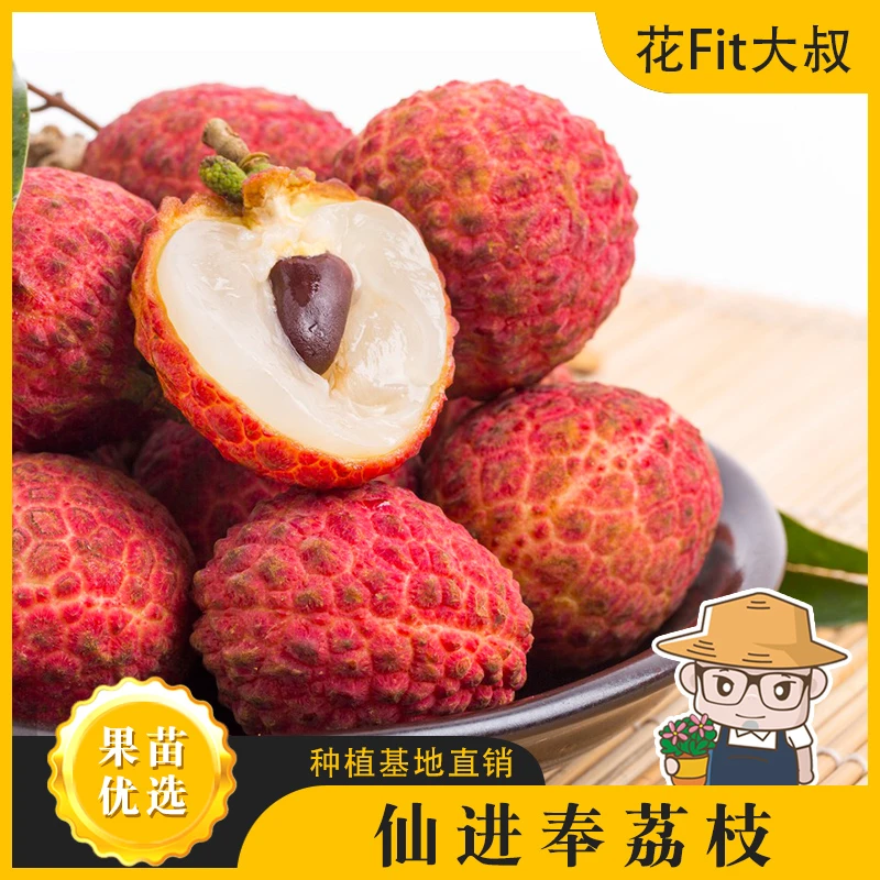 【肥仔精品苗】增城仙进奉荔枝 原盆原泥发货 阳台天台庭院盆栽地栽