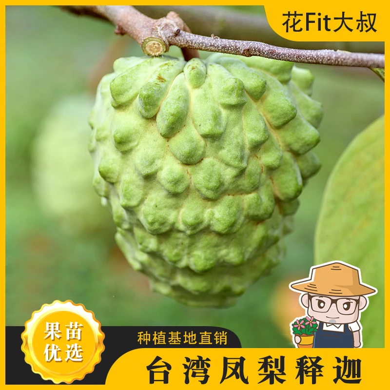 【肥仔精品苗】台湾凤梨结果释迦果树苗大规格原盆原土发货盆栽地栽