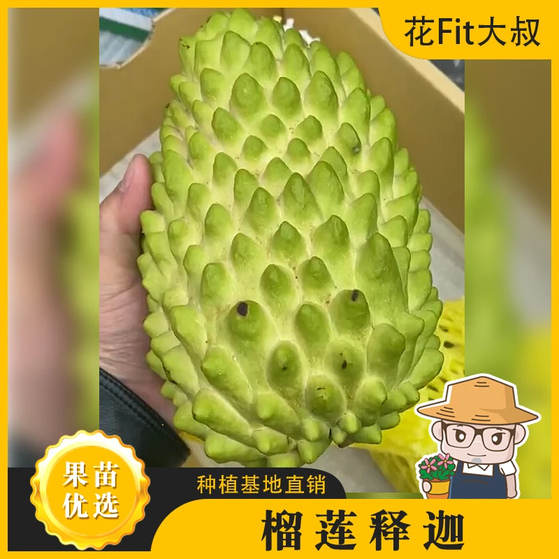 【肥仔精品苗】台湾释迦果树苗 凤梨榴莲绿钻原土发货带花当年结果