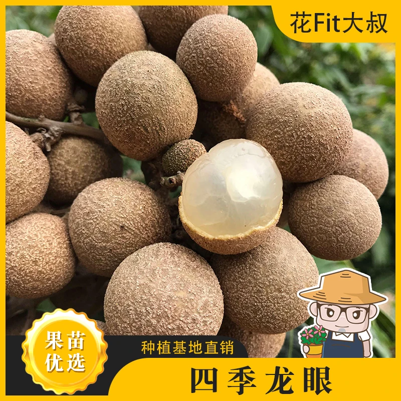 【肥仔精品苗】四季龙眼 桂圆 果树苗盆栽地栽均可阳台天台庭院花园