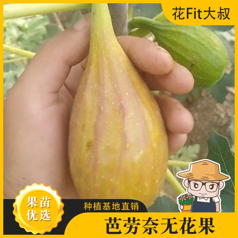 【肥仔精品苗】芭劳奈无花果 嫁接果树苗 南方北方种植耐寒耐热带果
