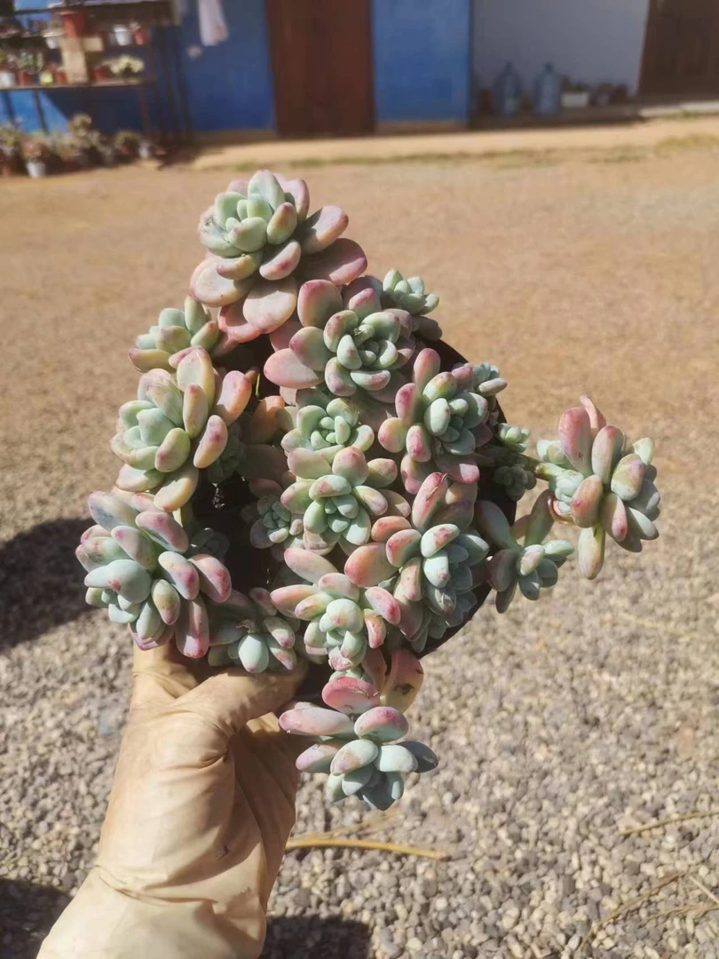 挚爱 【福利18.8包邮】劳尔 【轻微断枝掉叶不售后】植物庭院美观