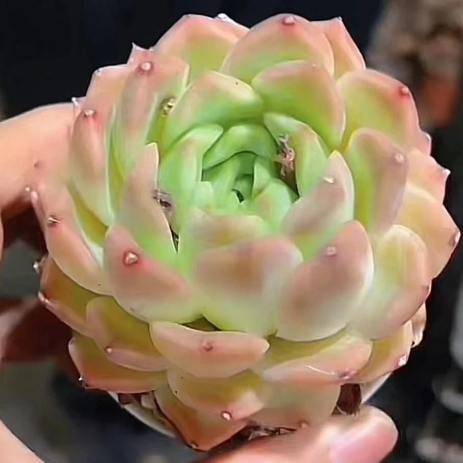 挚爱  麦秆女王【带盆带土】  多肉植物满