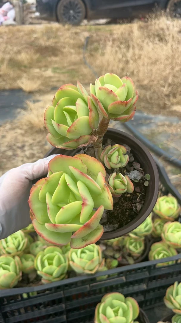 挚爱   外播精控碧桃 多肉植物 【轻微掉叶不售后】