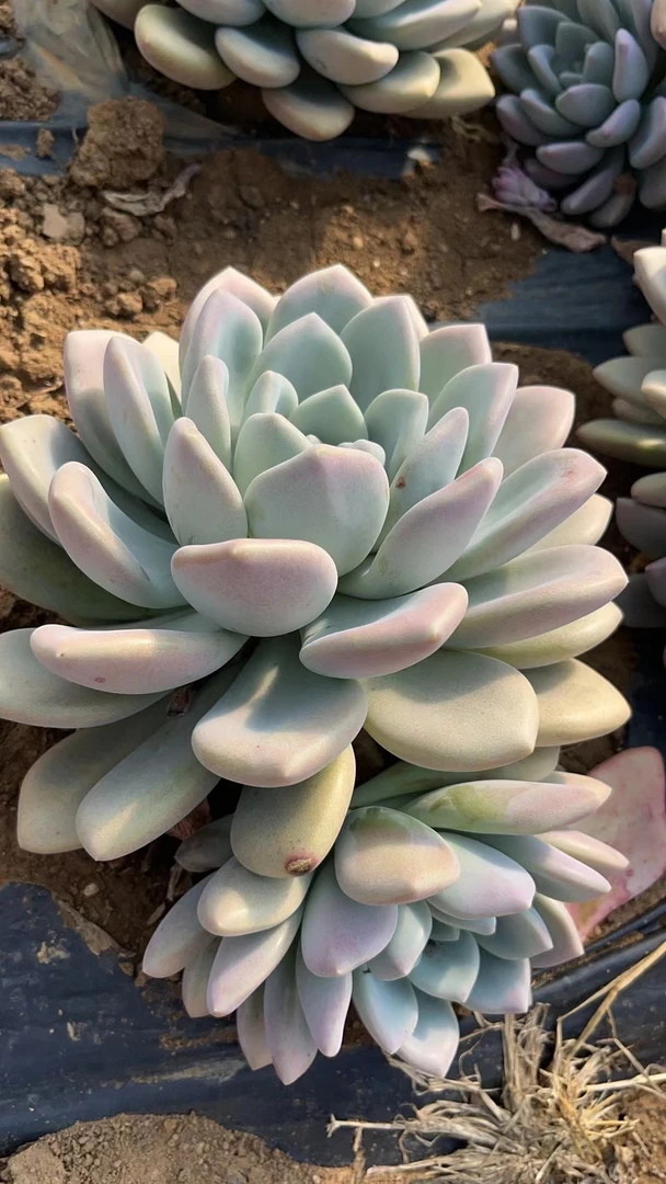 挚爱 【中场】外播地栽奥普琳娜【单头带崽】【轻微断枝不售后 】 多肉