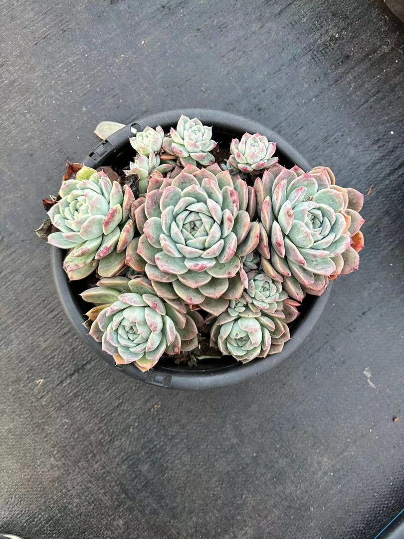 挚爱  阿尔巴  多肉植物空气净化