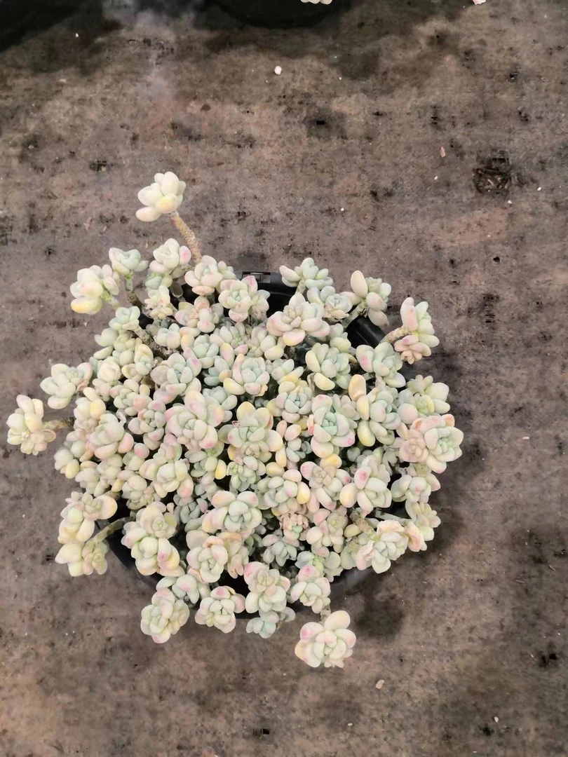 挚爱 大罗琦【轻微断枝不售后】 多肉植物