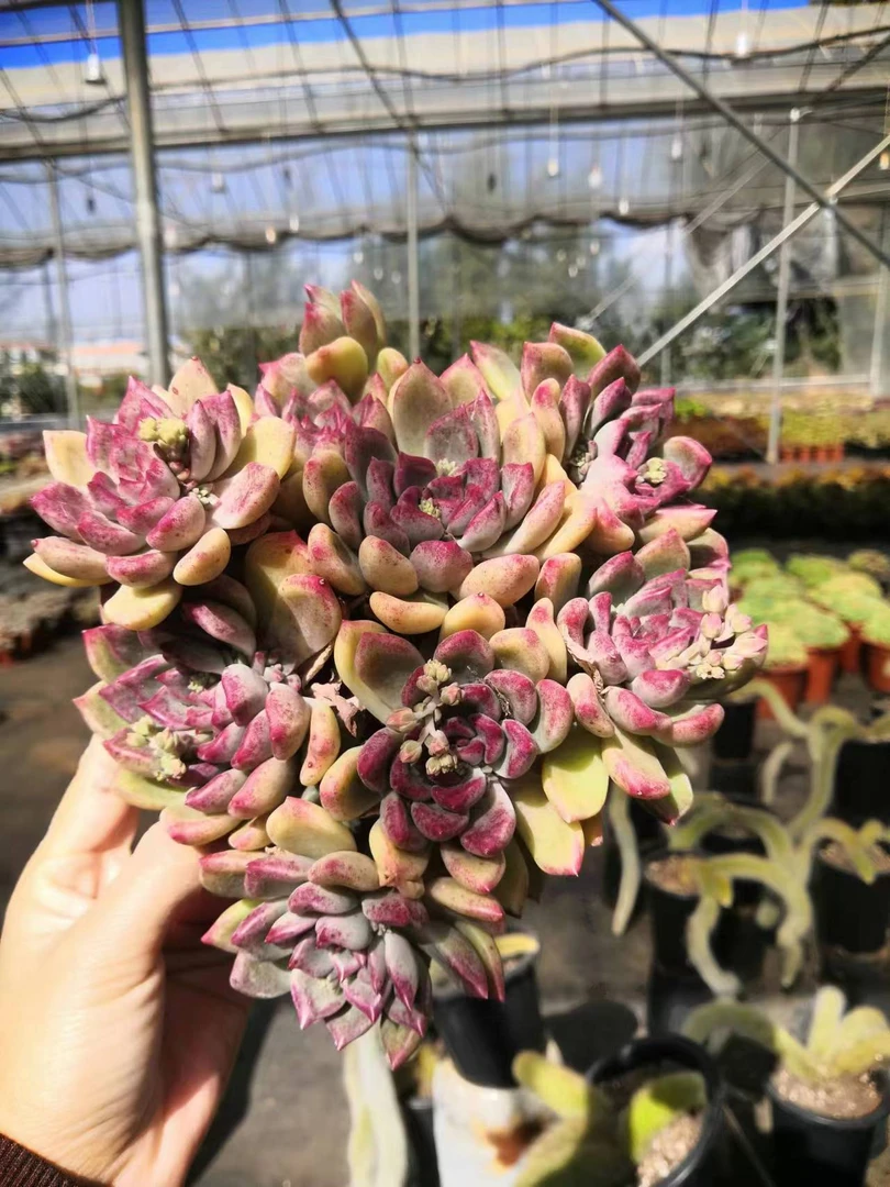 挚爱 外播油漆桶【轻微断枝不售后】 多肉植物