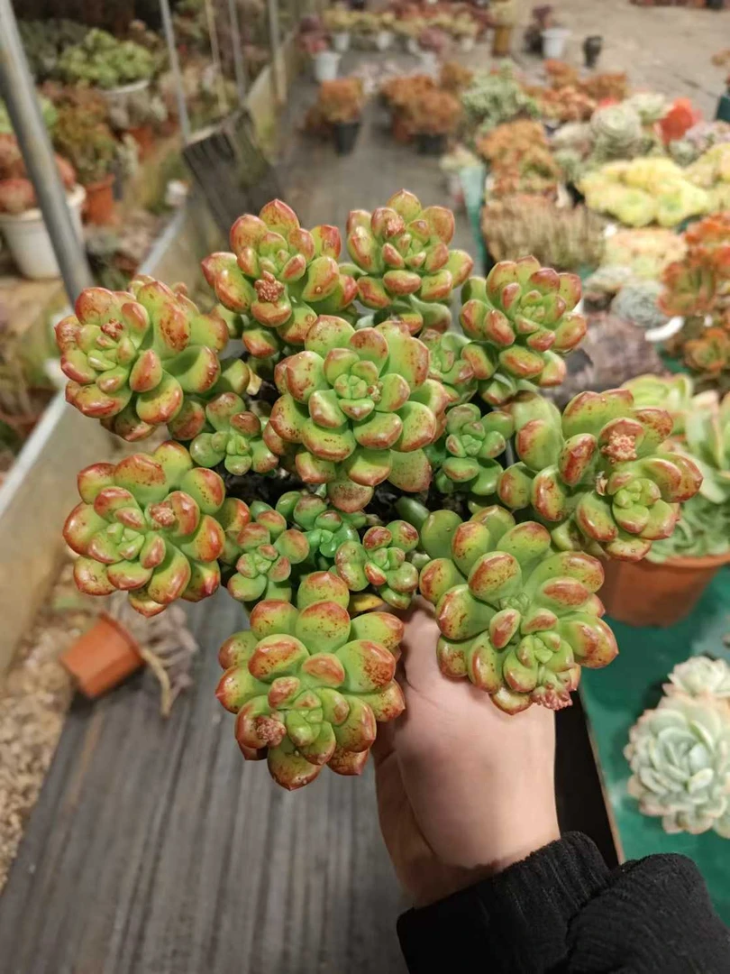 挚爱  【160杯】丸叶松绿 多肉植物【轻微断枝掉叶不售后】