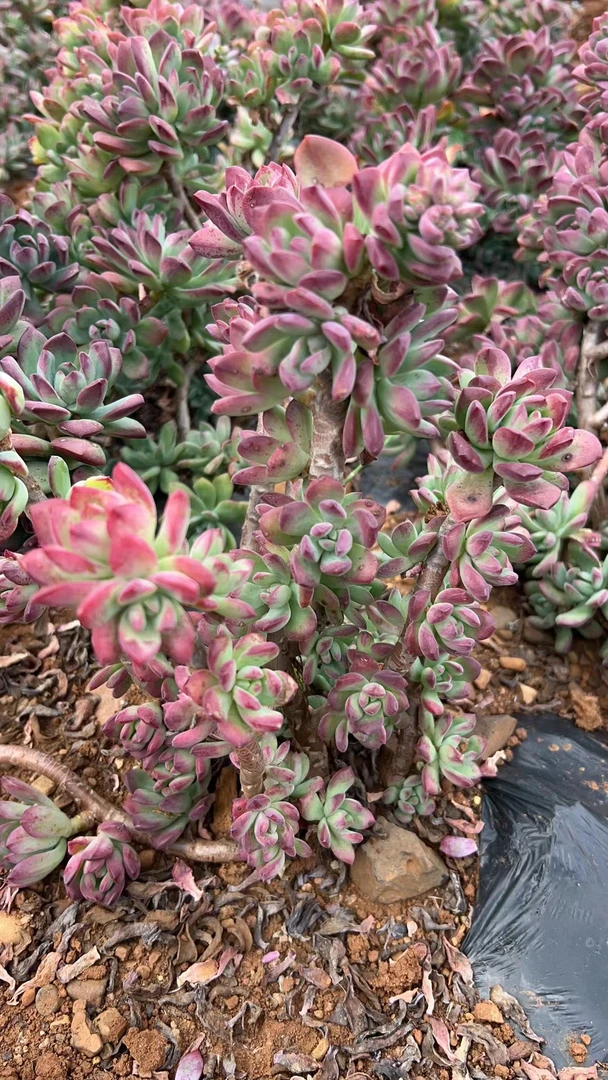 挚爱 外播【中号】地栽造型红稚莲 多肉植物【轻微断枝不售后】