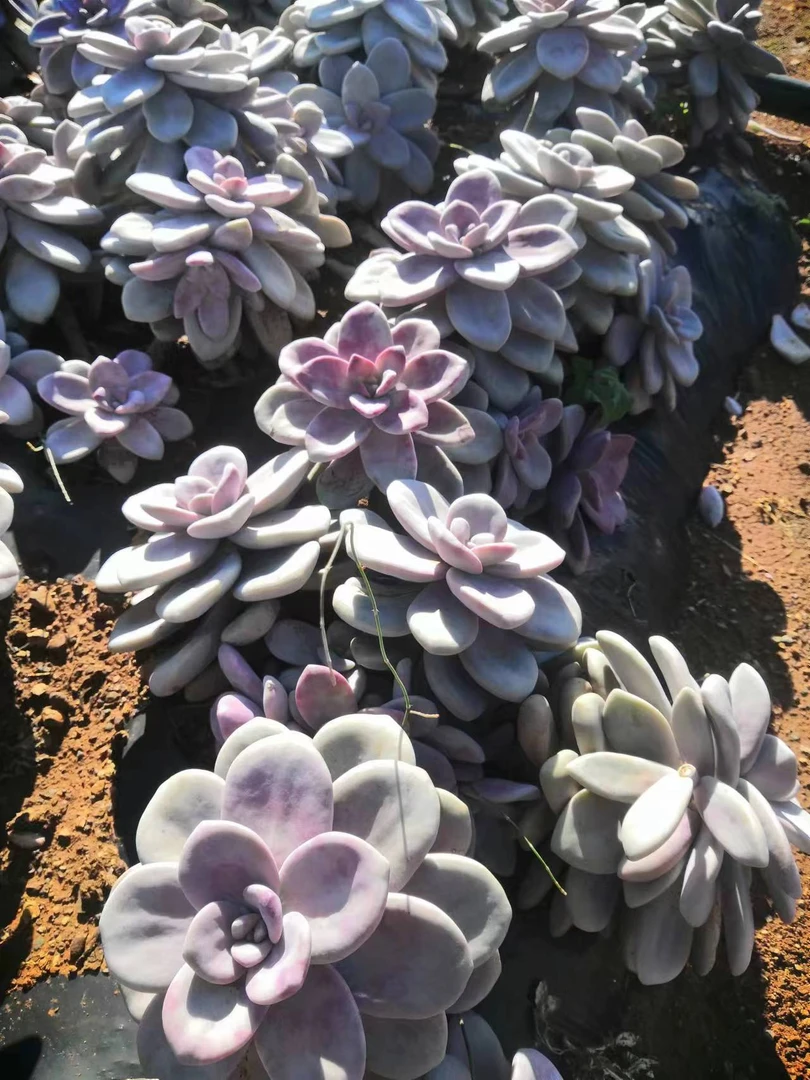 挚爱 外播地栽桃霜  多肉植物【轻微断枝不售后】 庭院美观