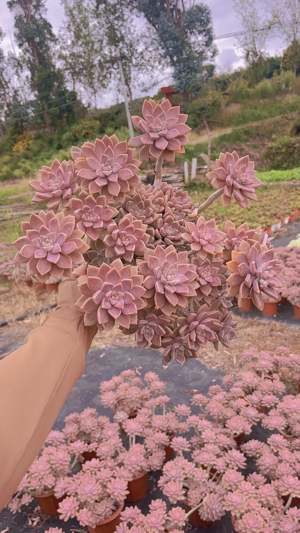 挚爱  外播阿伦培 多肉植物 【轻微断枝不售后】