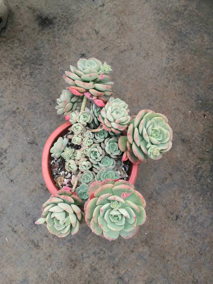 挚爱  尼可沙拉玫瑰 【轻微断枝不售后】 多肉植物 美观