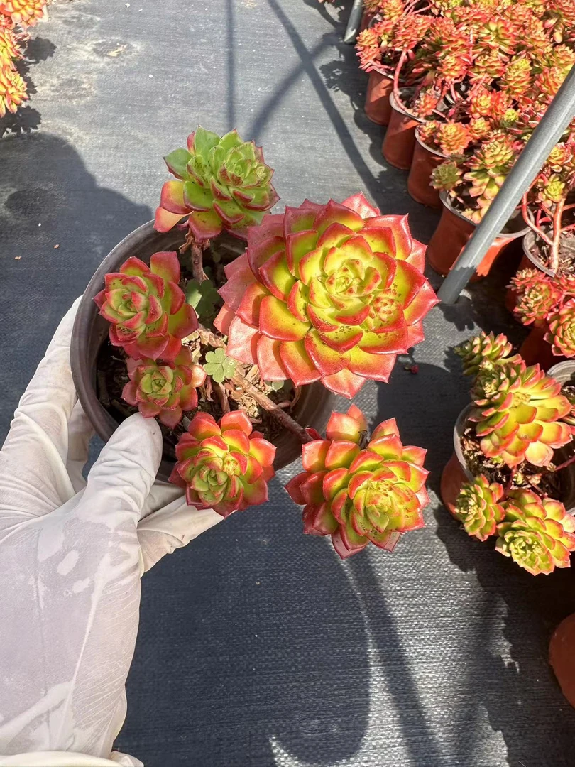挚爱 【外播福利】外播小蒂亚【有轻微断枝不售后】  多肉植物