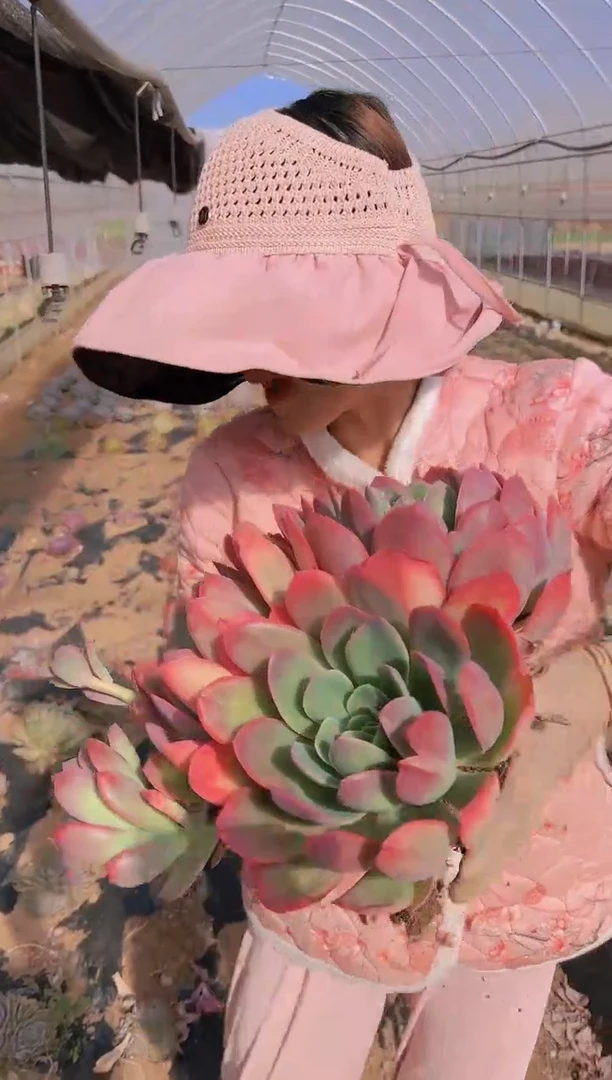 【闪购商品】外播地栽大绮罗18.8一颗