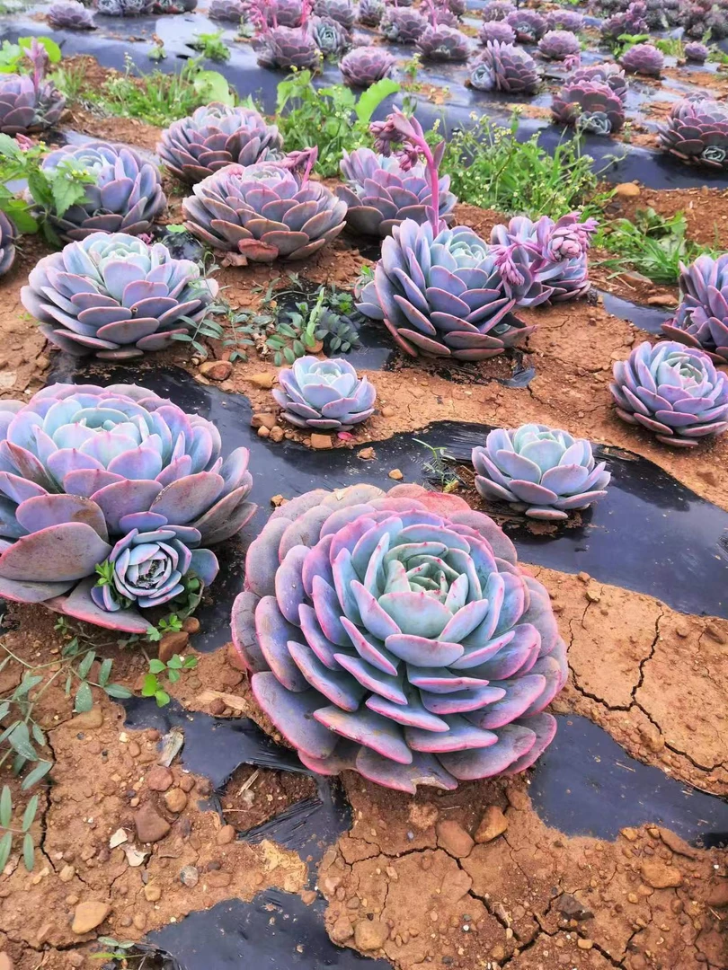 挚爱 外播地栽红粉台阁 多肉植物【轻微断枝不售后】 庭院