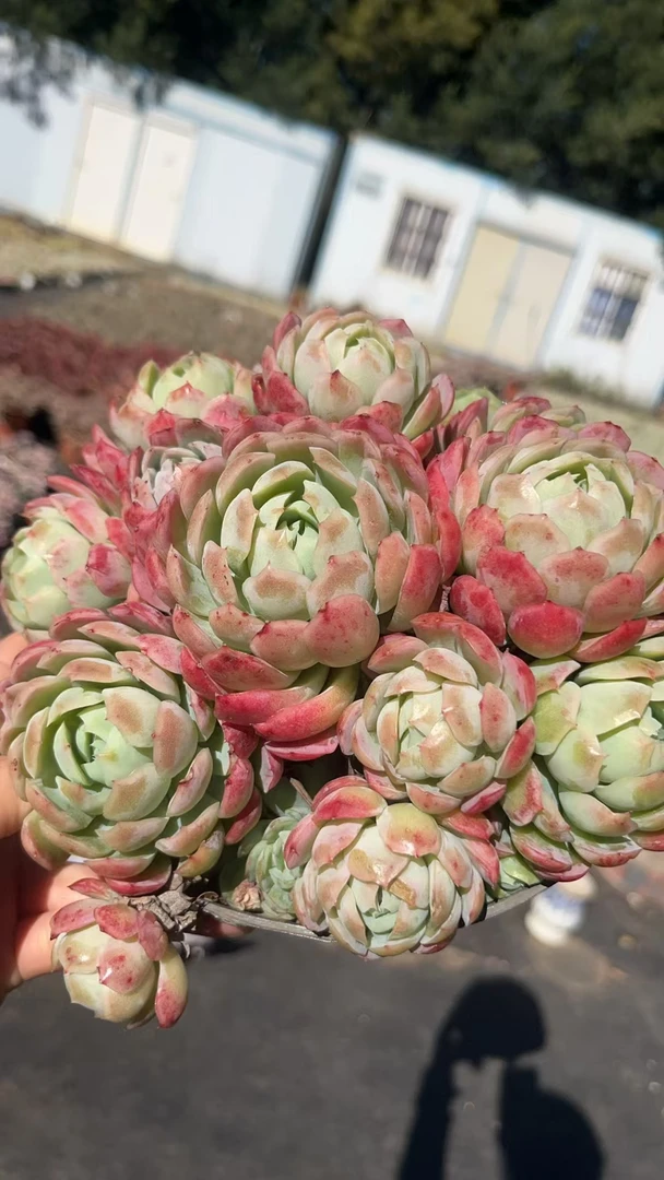 挚爱 胭脂冰梅 轻微断枝不售后 多肉植物