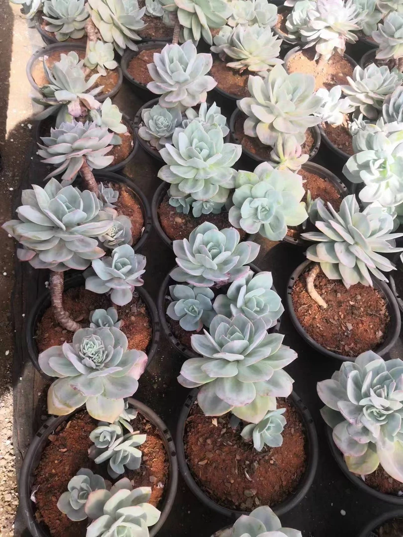 挚爱   老桩白凤  多肉植物  绿色 盆栽 观赏