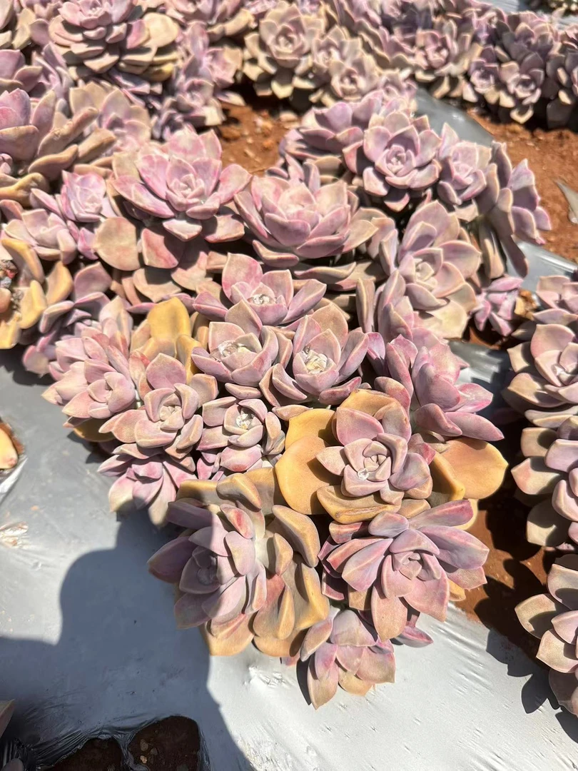 挚爱 【18.8包邮】外播地栽紫乐【轻微断枝不售后】 多肉植物