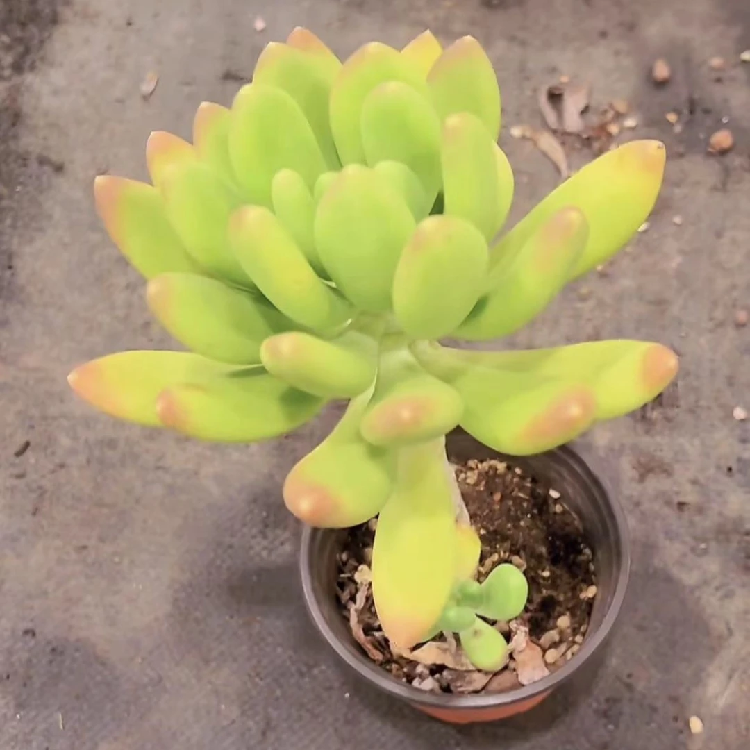 挚爱 苹果美人 多肉植物 【以直播间实物为准】脱土发货