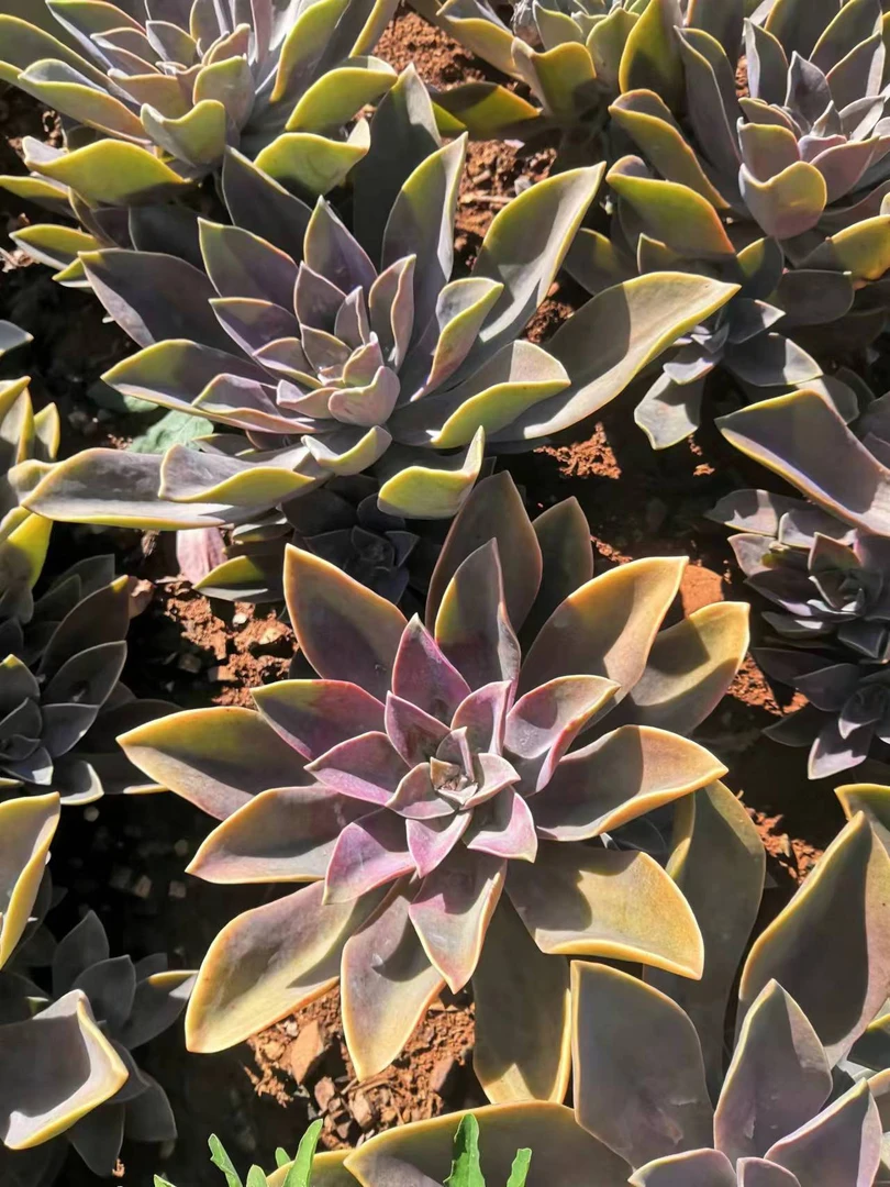 挚爱 【18.8包邮】外播地栽太妃糖  多肉植物【轻微断枝不售后】