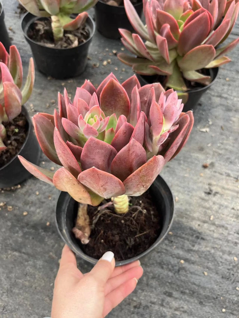 挚爱    花筏 多肉植物 【轻微断枝不售后】