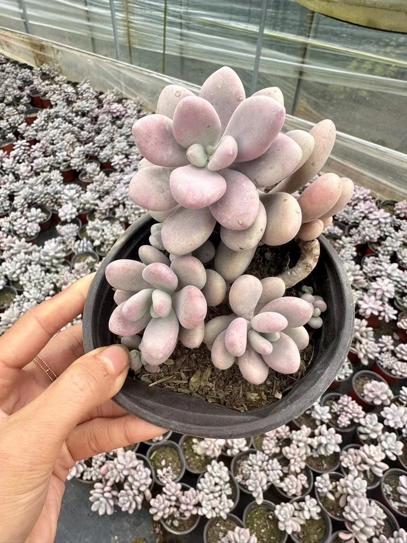 挚爱 【外播福利】捡漏桃蛋 【轻微断枝掉叶不售后】多肉植物