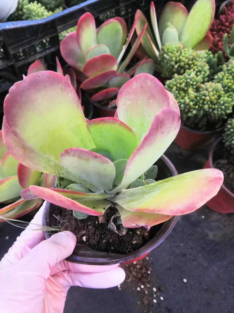 挚爱 小唐印【轻微掉叶不售后】 多肉植物