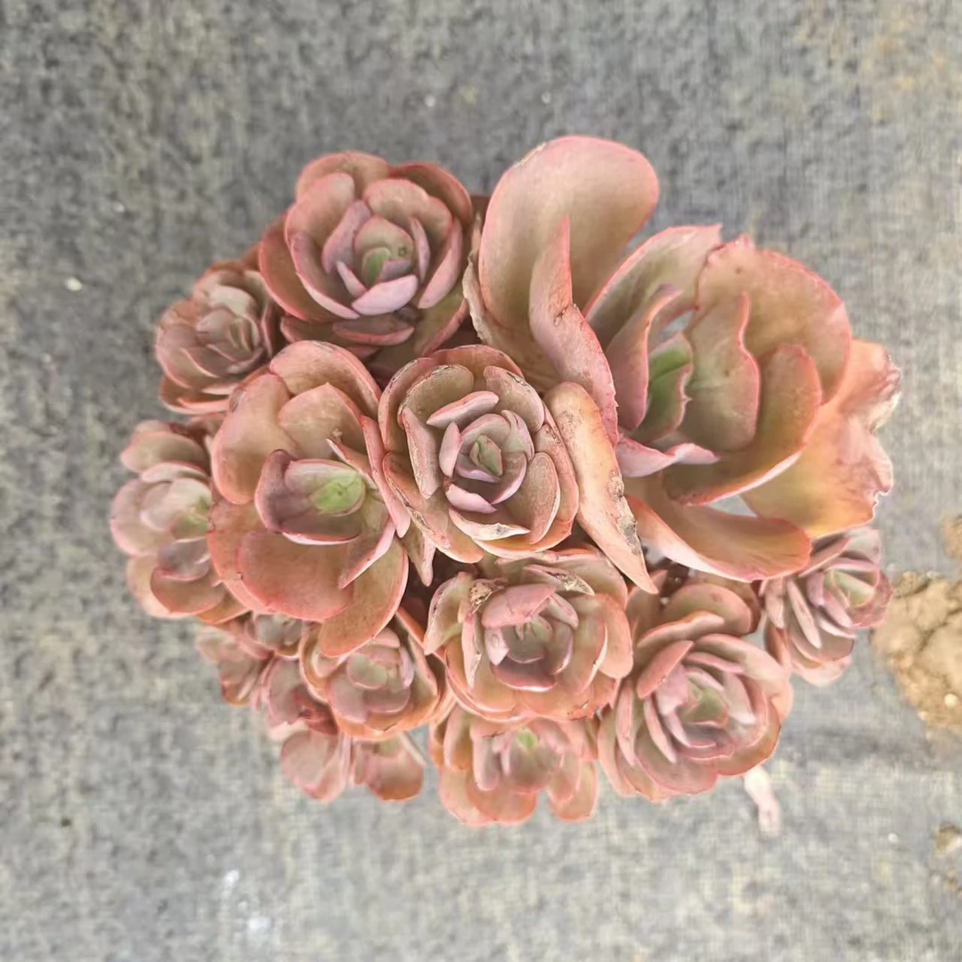 挚爱 手捧秀妍 【轻微掉叶不售后】多肉植物