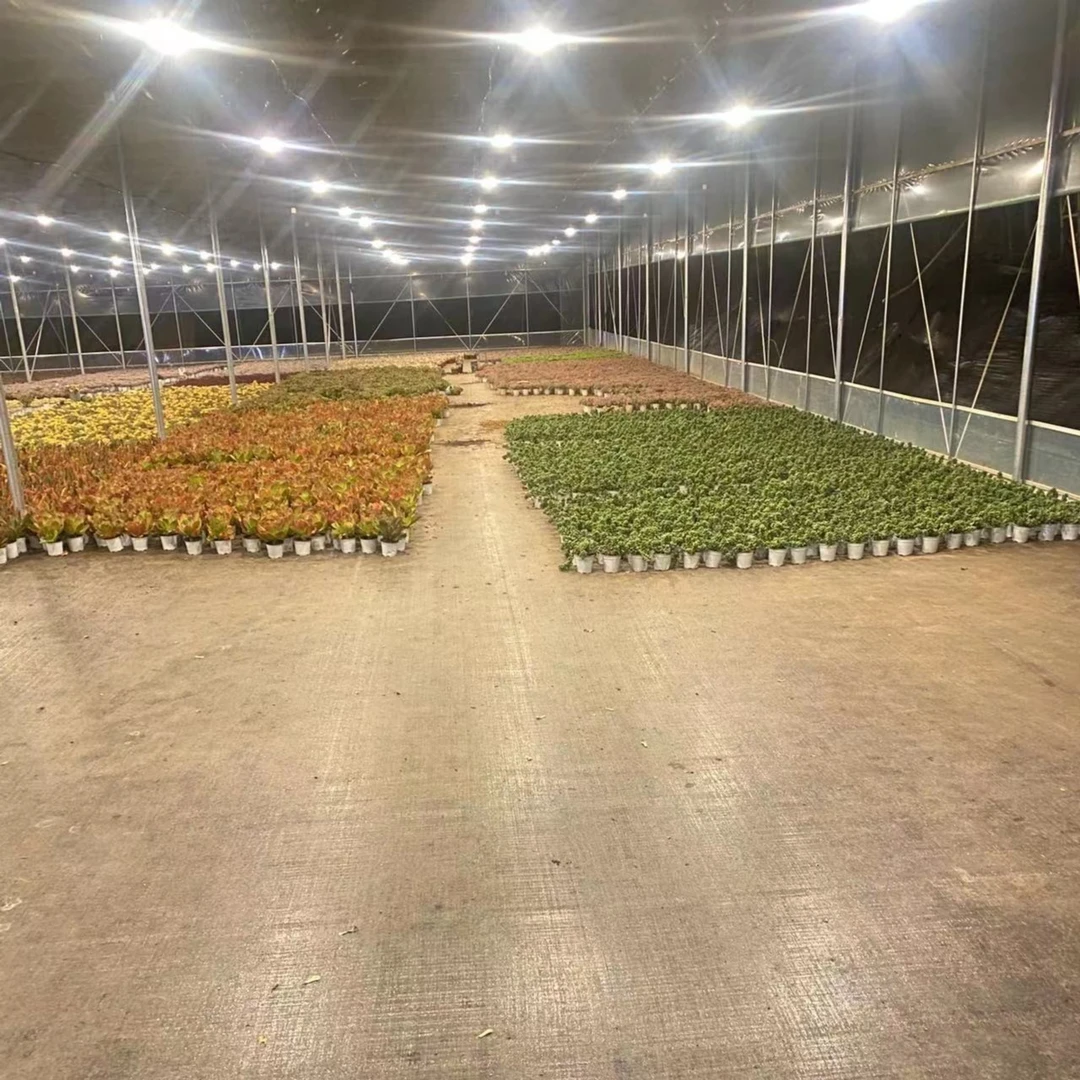 挚爱   早场综合链接 多肉植物