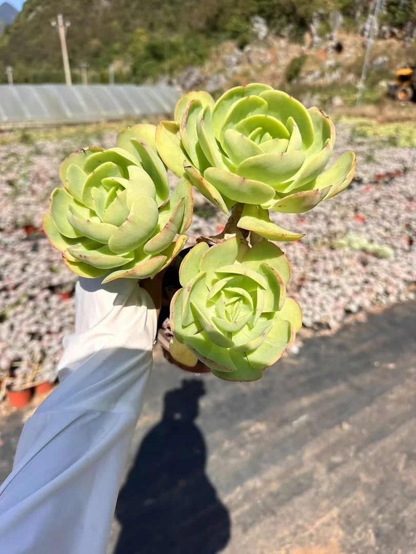 挚爱 外播鸡蛋碧桃【轻微断枝掉叶不售后】多肉植物