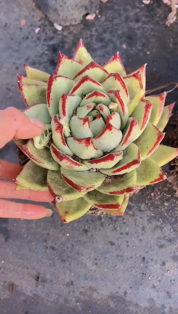 【闪购商品】乌木9.9一颗