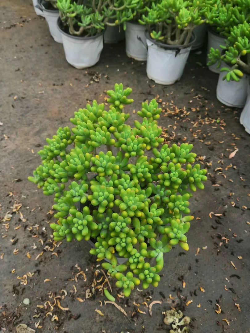 挚爱  八千代 多肉植物 【轻微断枝掉叶不售后】 以直播间为准