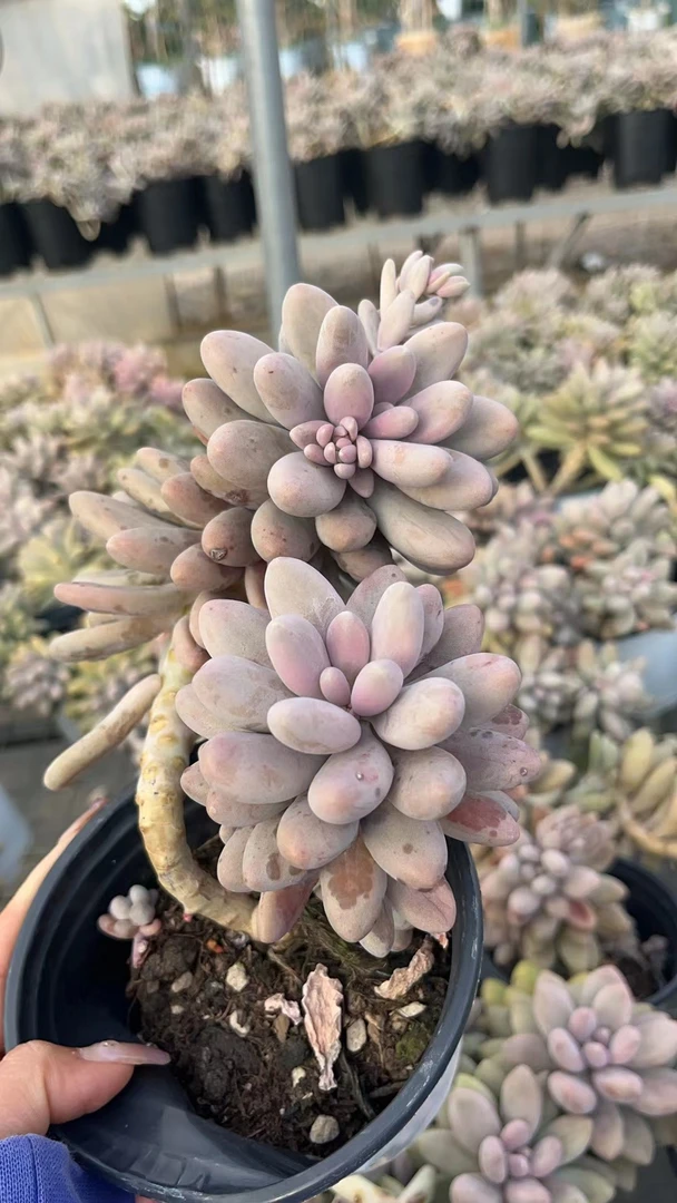 挚爱 汤圆【轻微掉叶不售后】 多肉植物