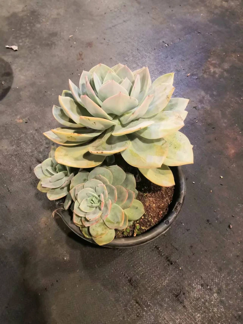 挚爱  大老桩白凤  多肉植物空气净化简单庭院