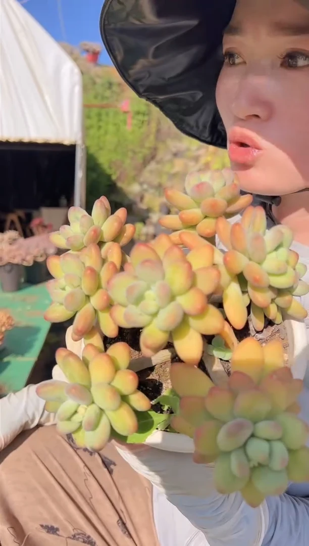 【闪购商品】苹果美人21.8一颗